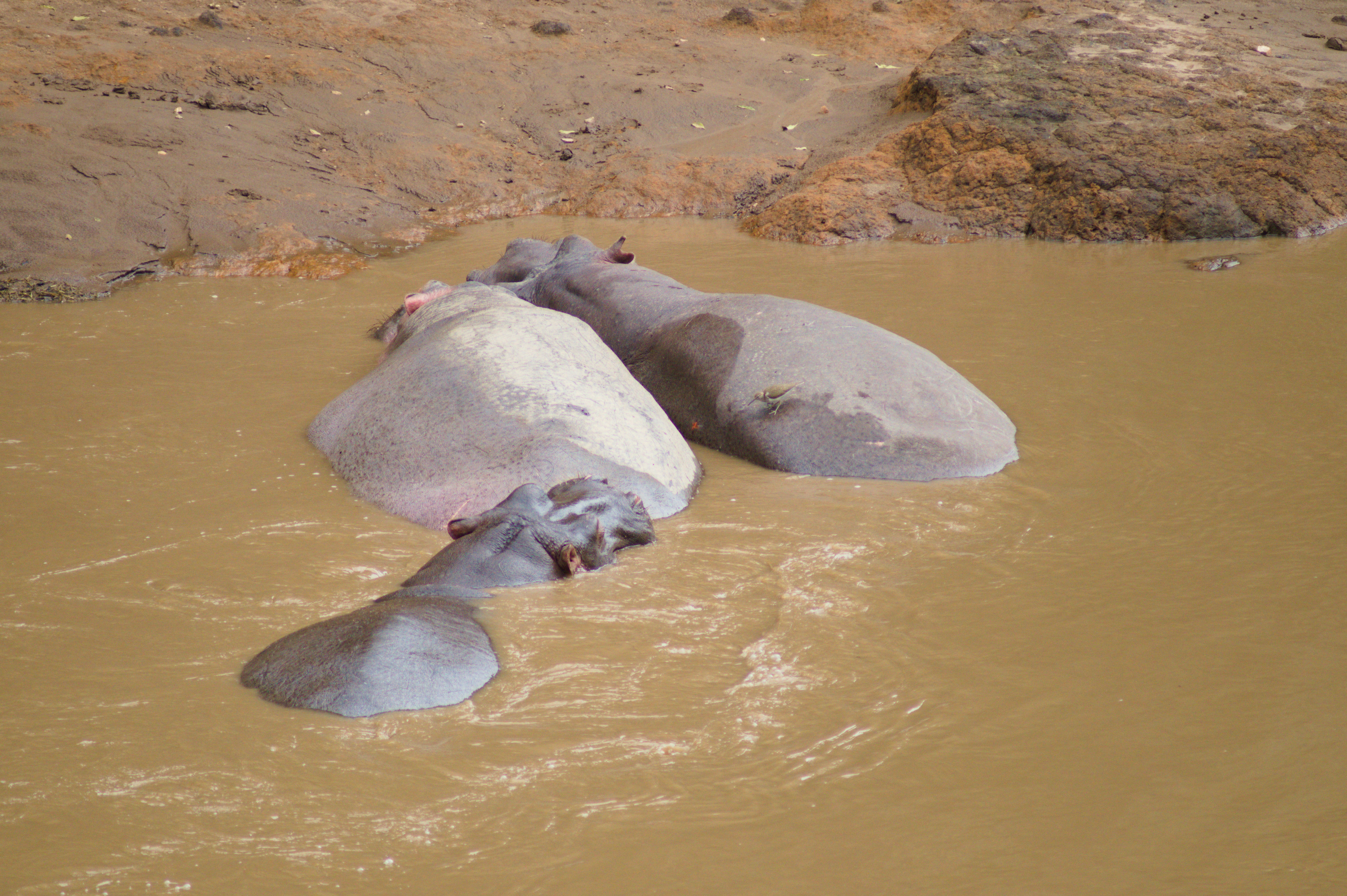 081e1cd7-2b5a-4999-8d2e-4a6a11962a7e