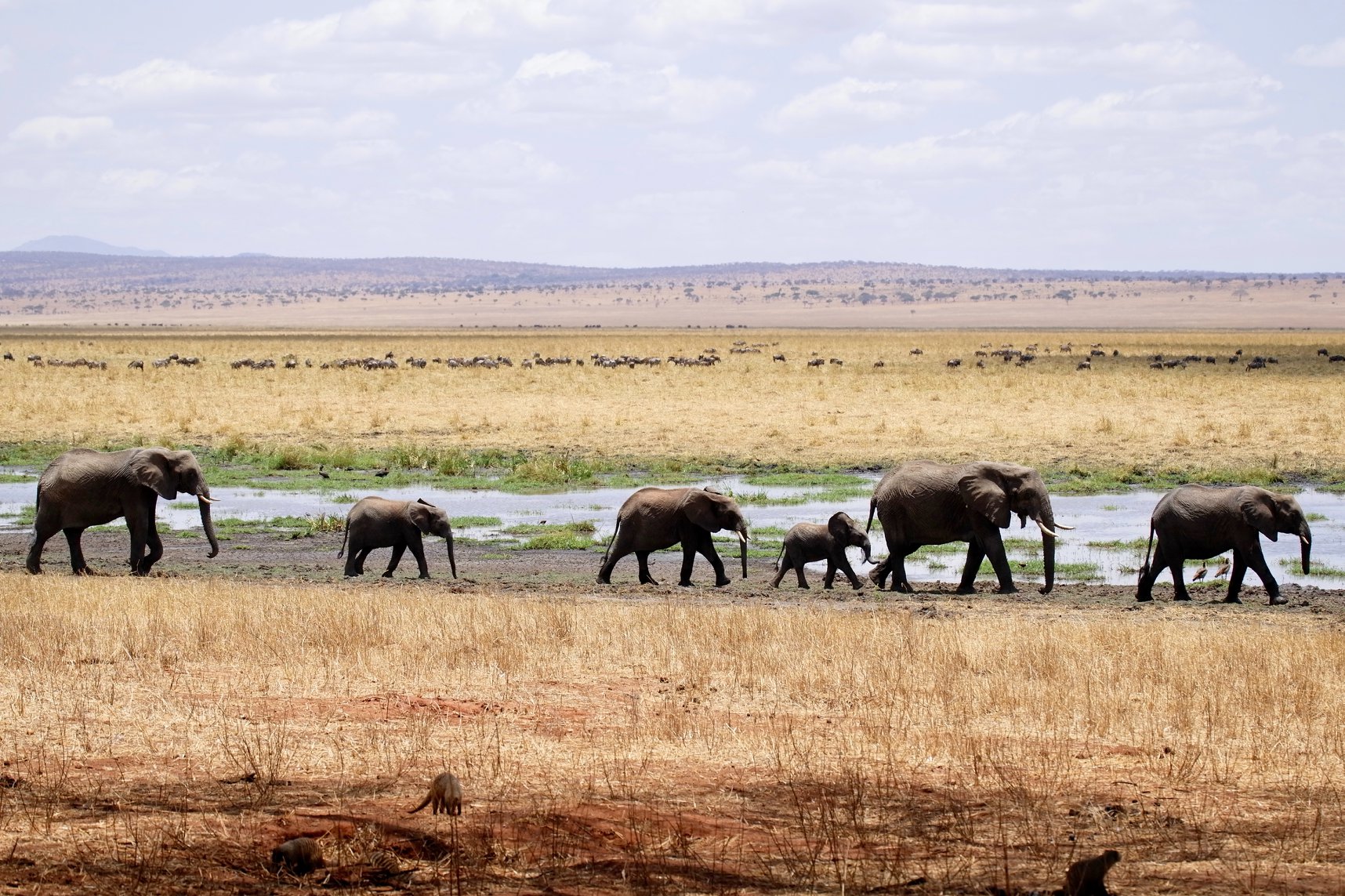 7-Day Ultimate Tanzania Safari