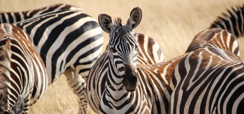 daa74e2d-603e-46d6-8c1c-441173e8d778