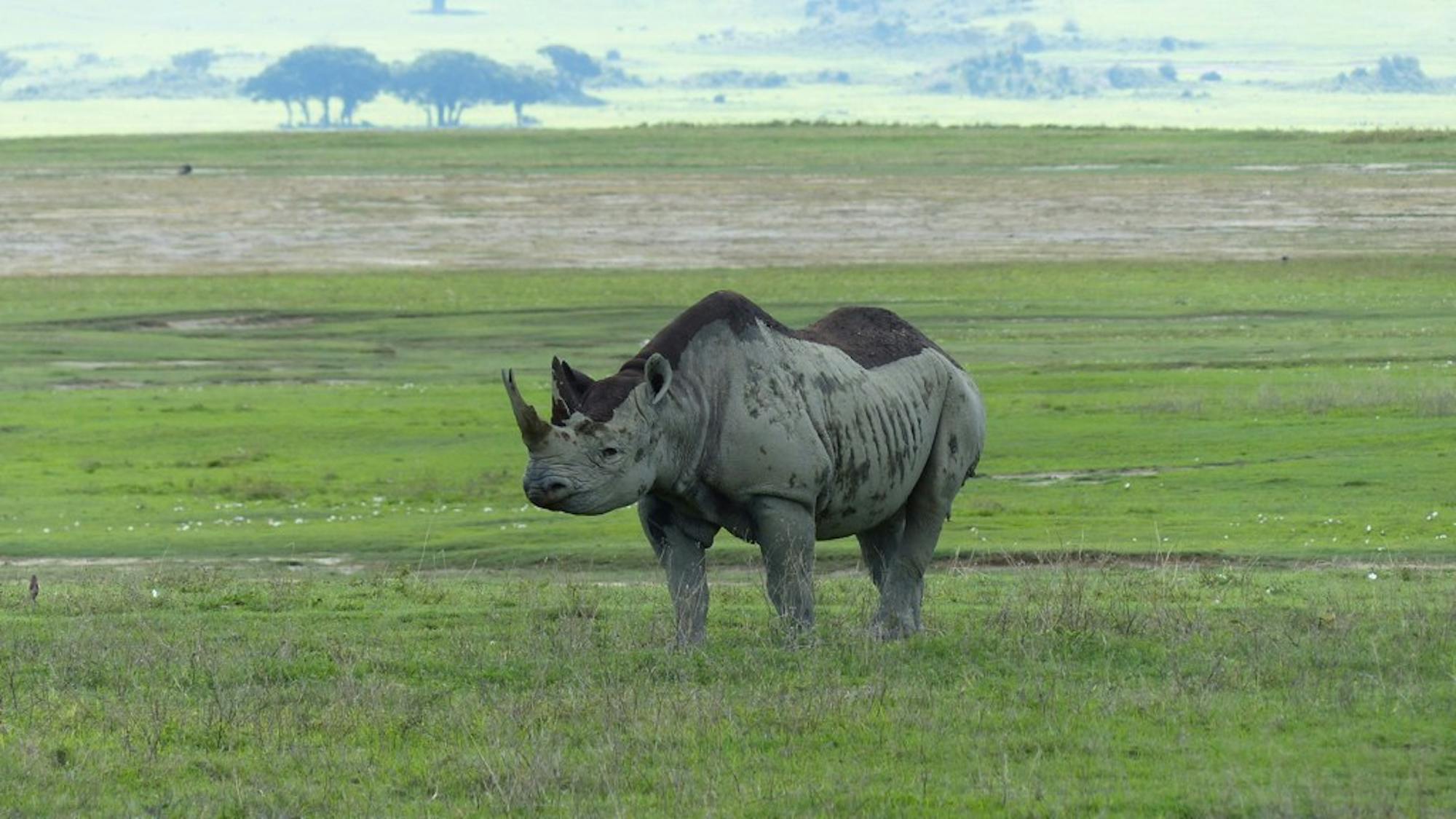 Tarangire & Ngorongoro Crater Safari