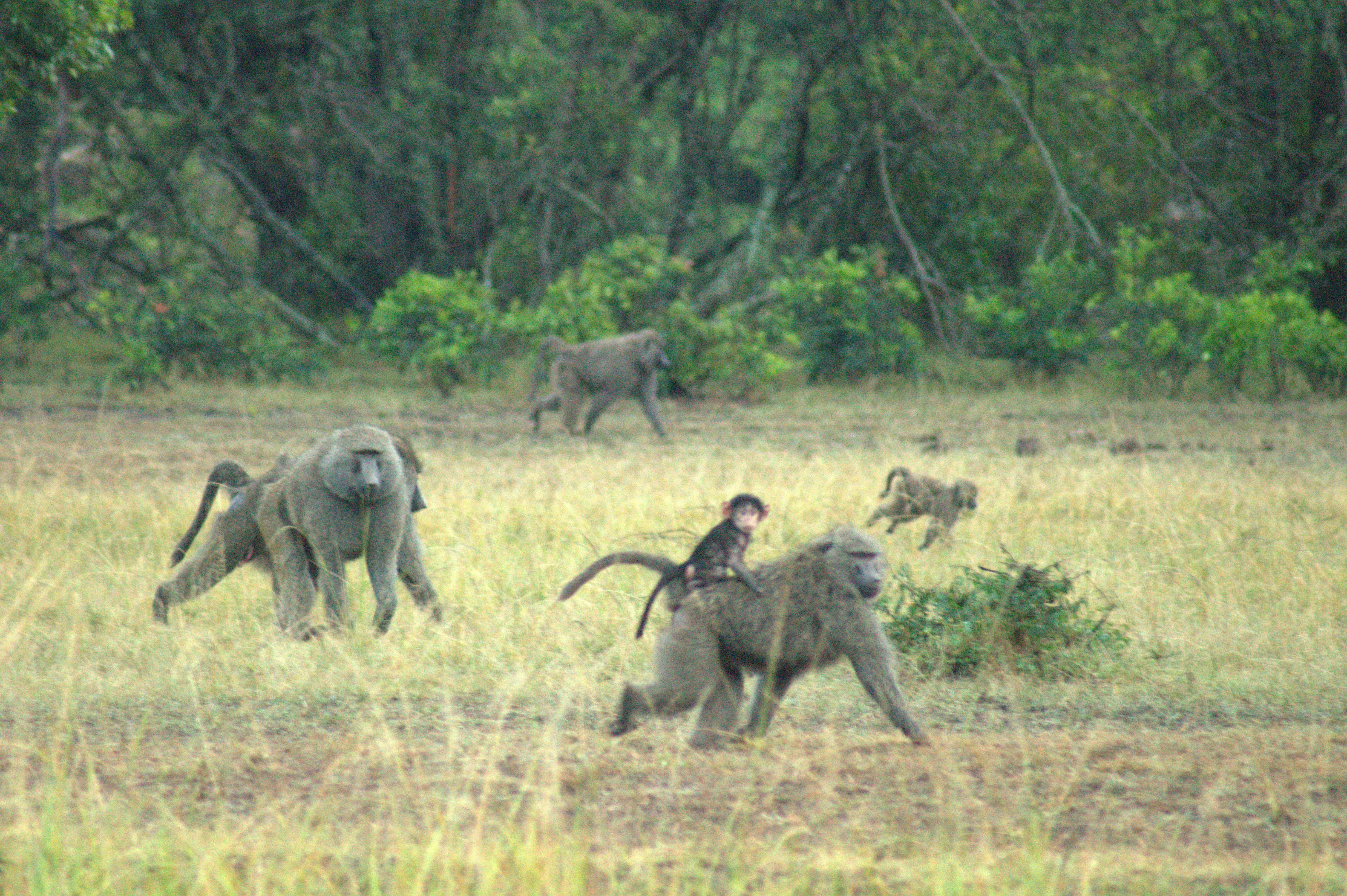 d1c74e49-7ccd-4a84-b592-ad79282bdfae