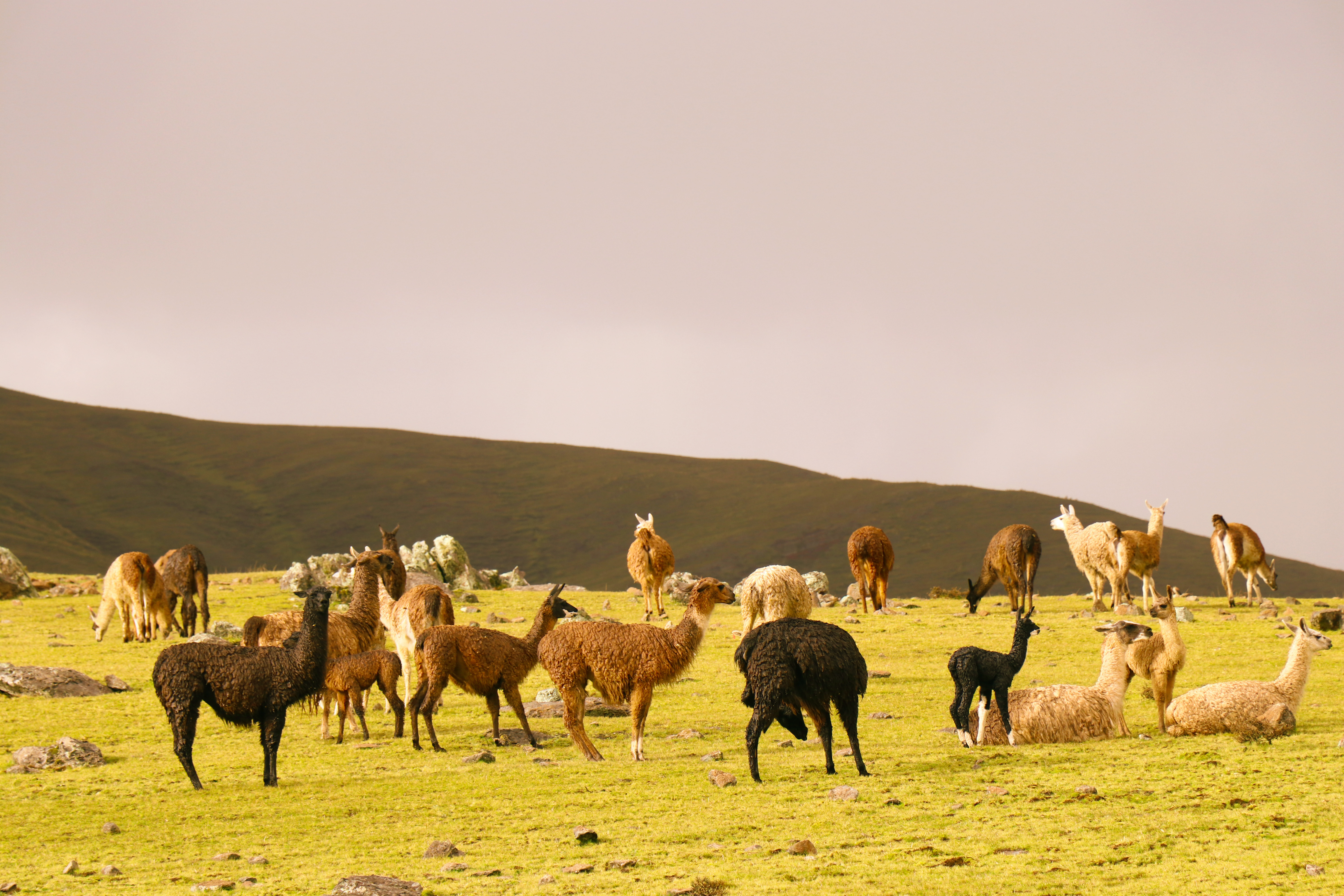 image_B97Q4SRDWRSLHV8V