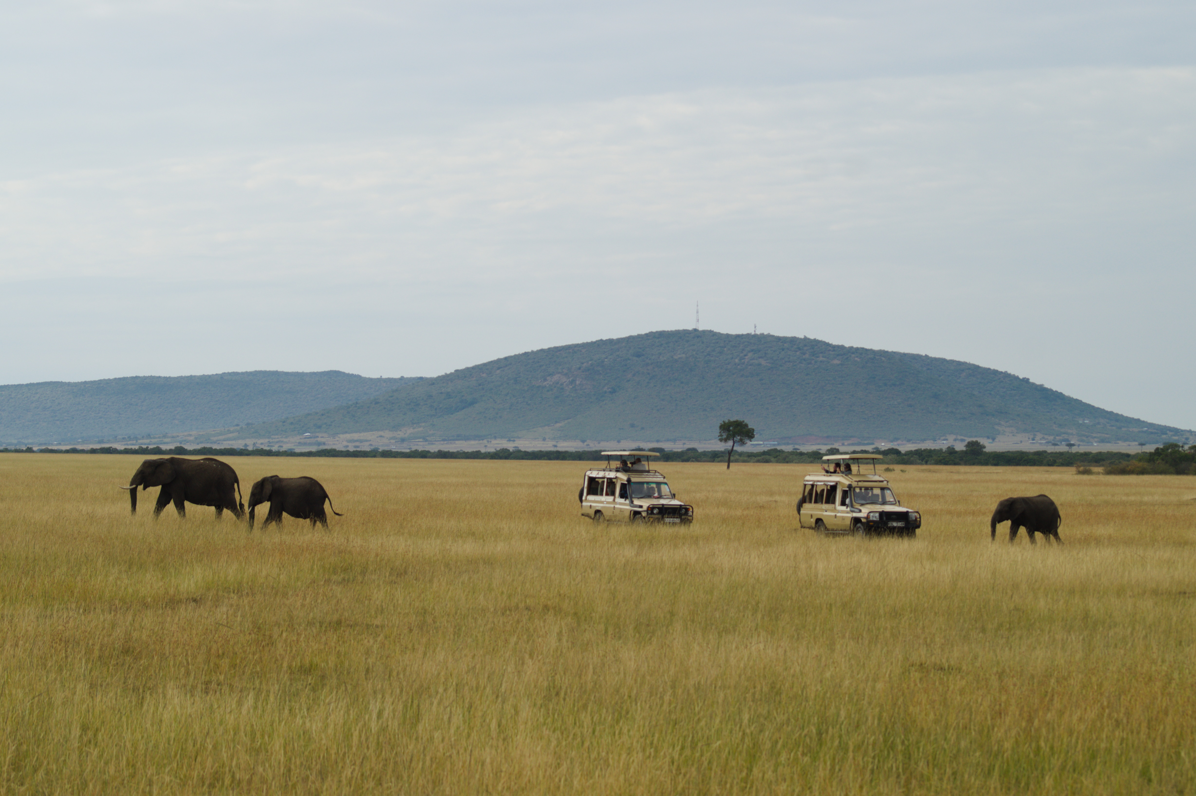 Tarangire & Ngorongoro Crater Safari
