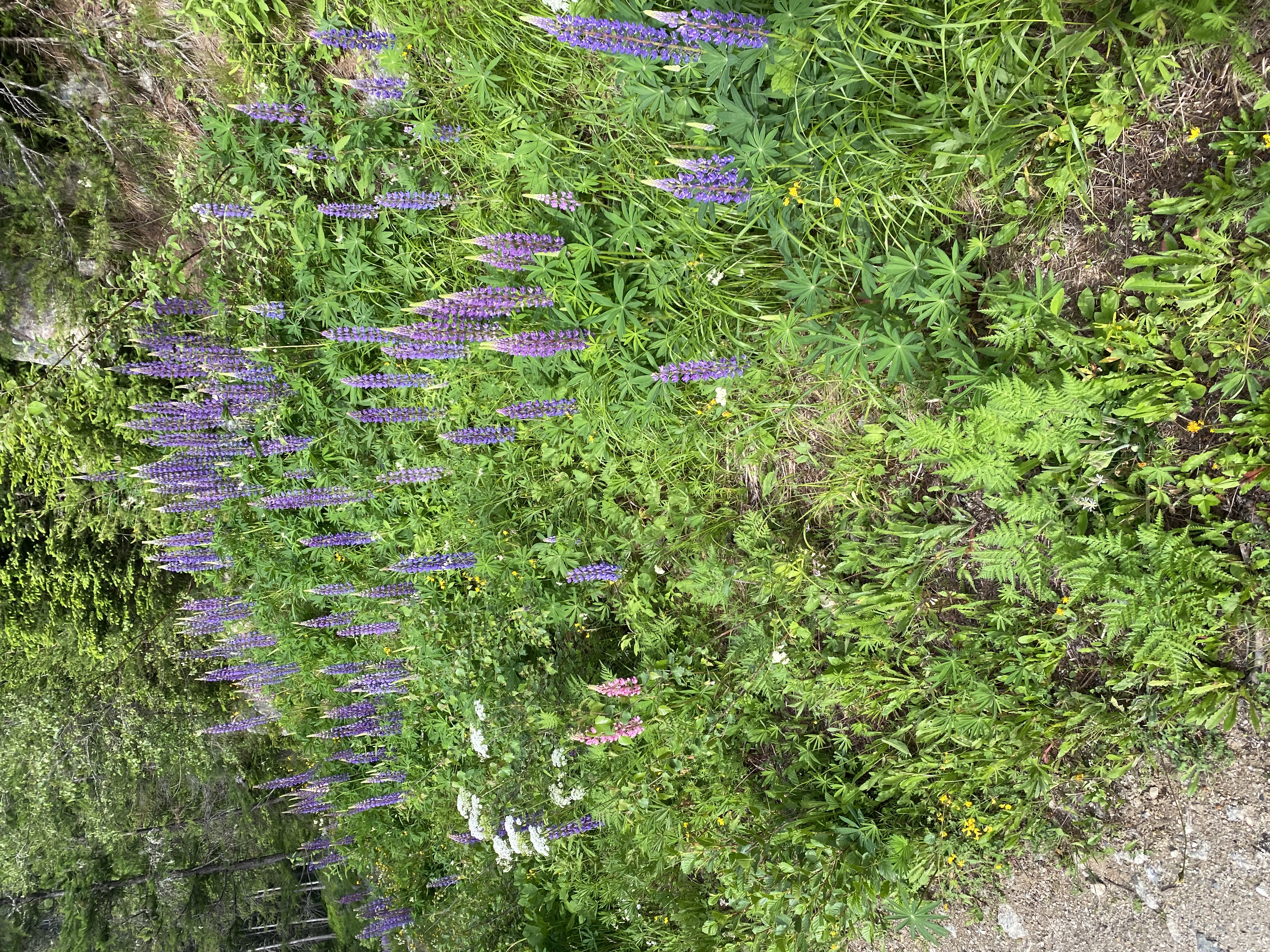 media_MSNH8Z768DKNC9LT