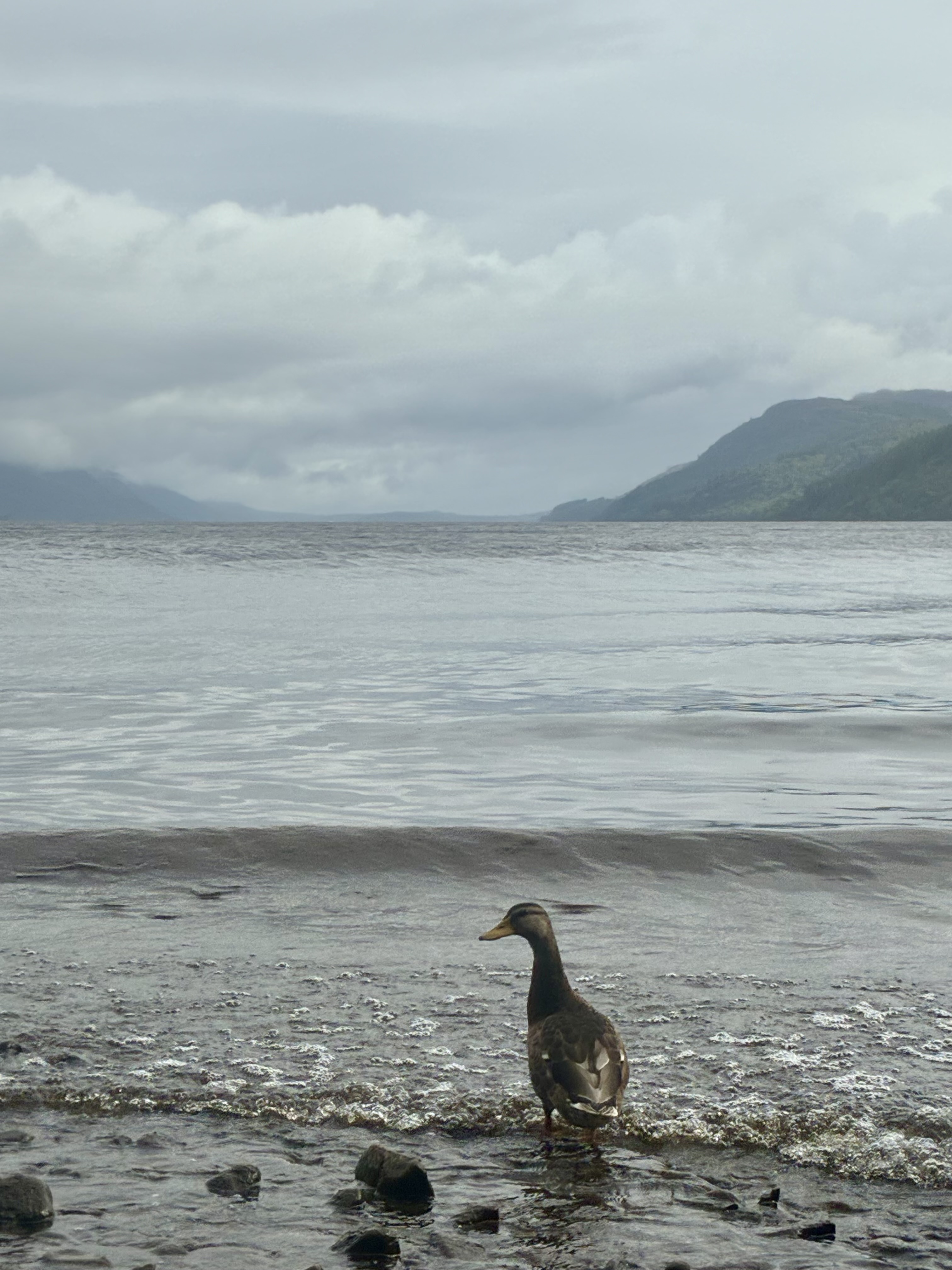 media_88F6J4PJ6FTYR3GQ