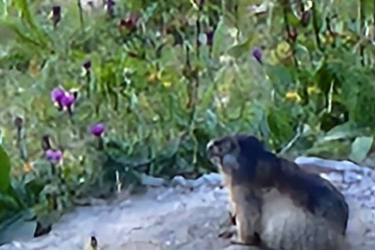 media_B9HSHGCHZSQ7HT6V