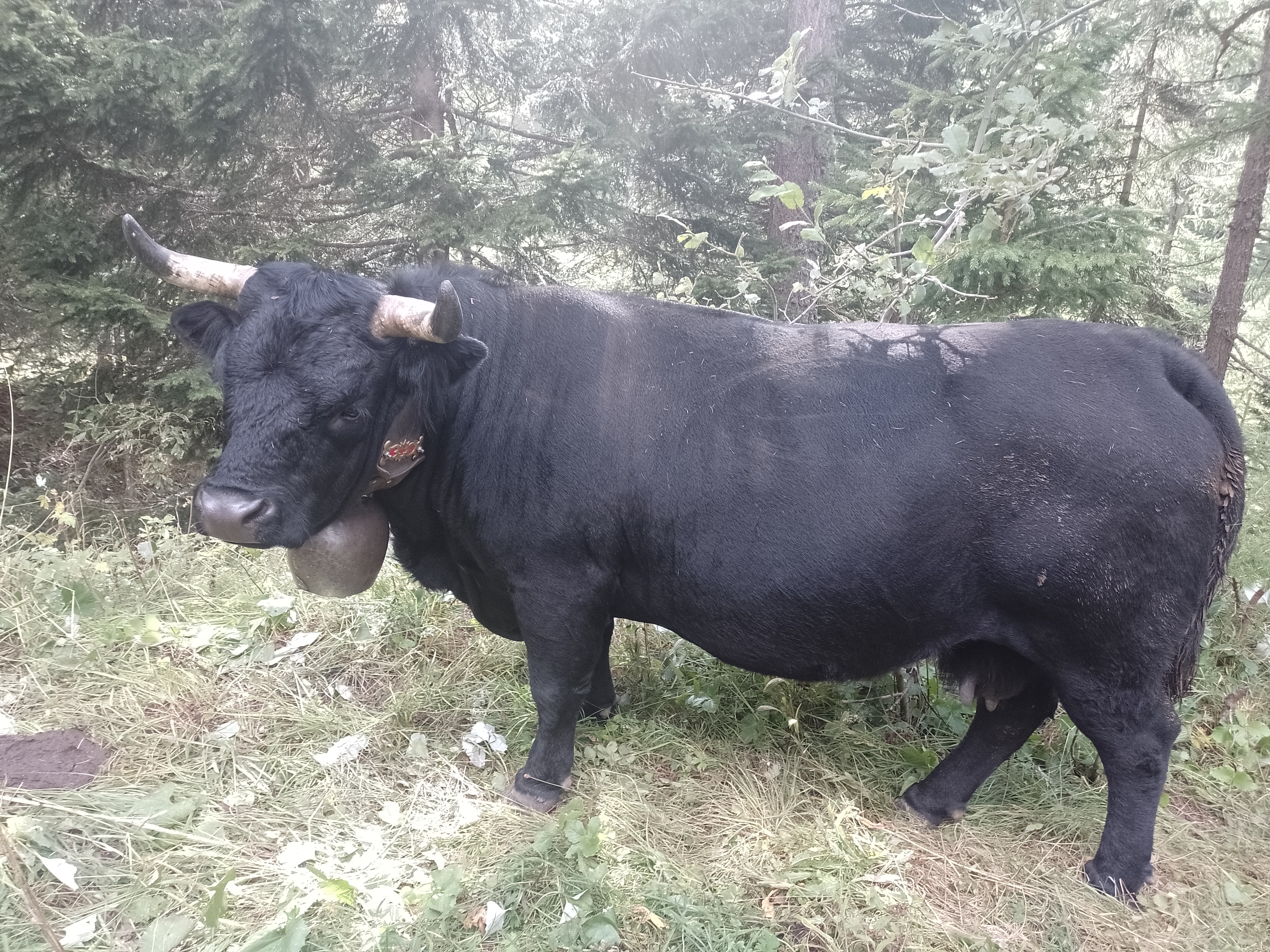 media_4BJ2Z5D9XBSXYQWJ