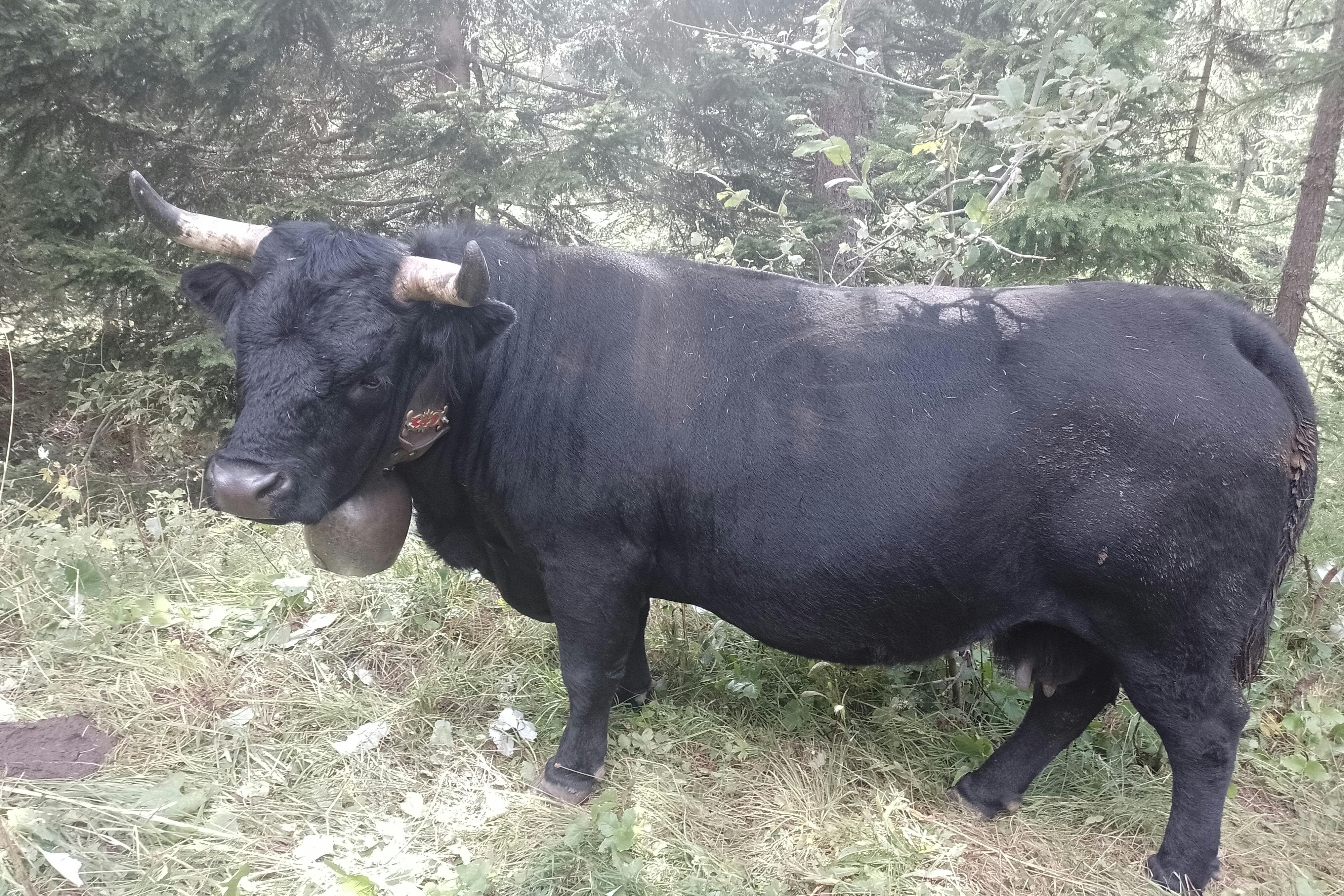 media_4BJ2Z5D9XBSXYQWJ