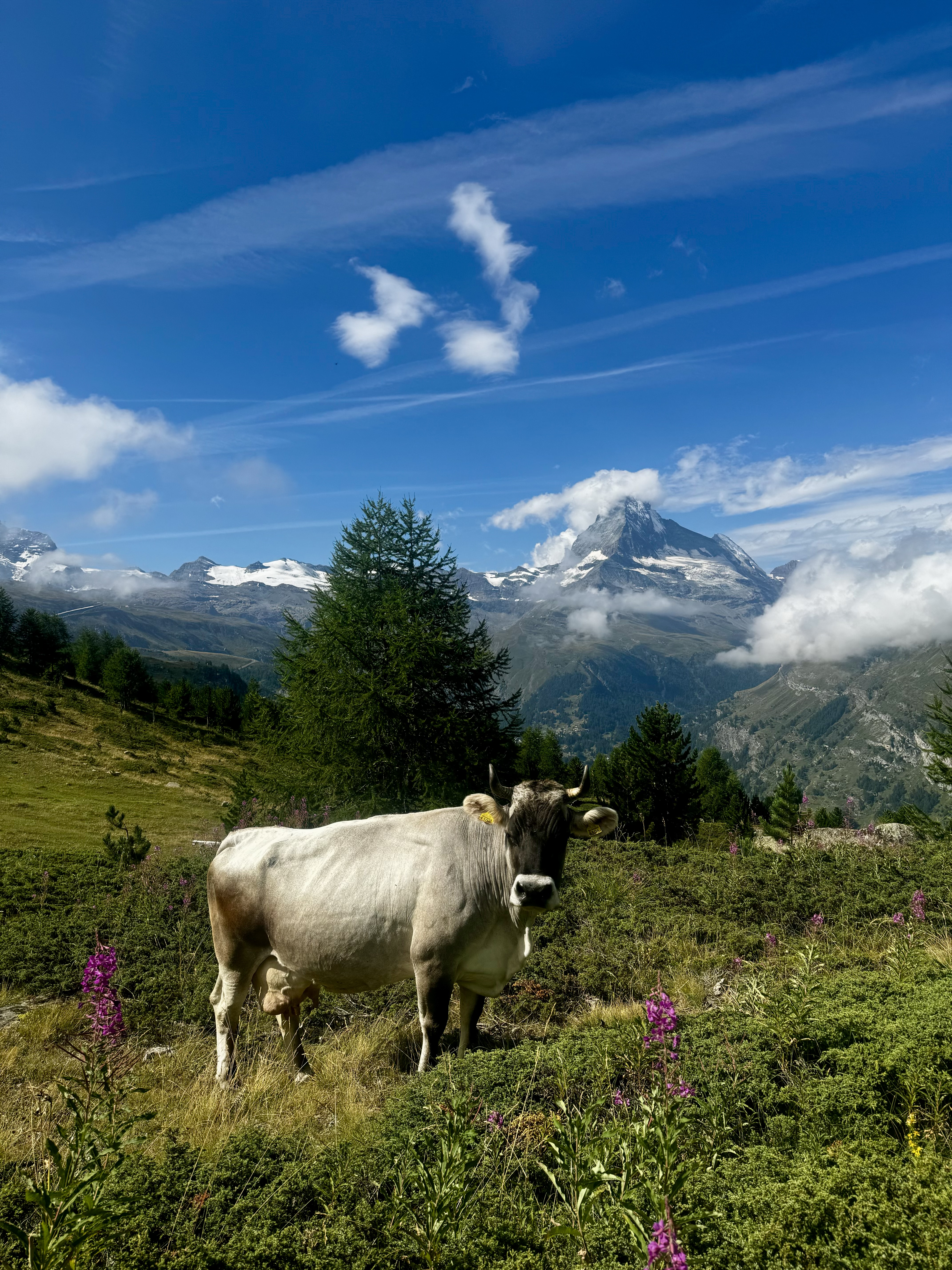 media_UQDPJRJHBH8L69RY