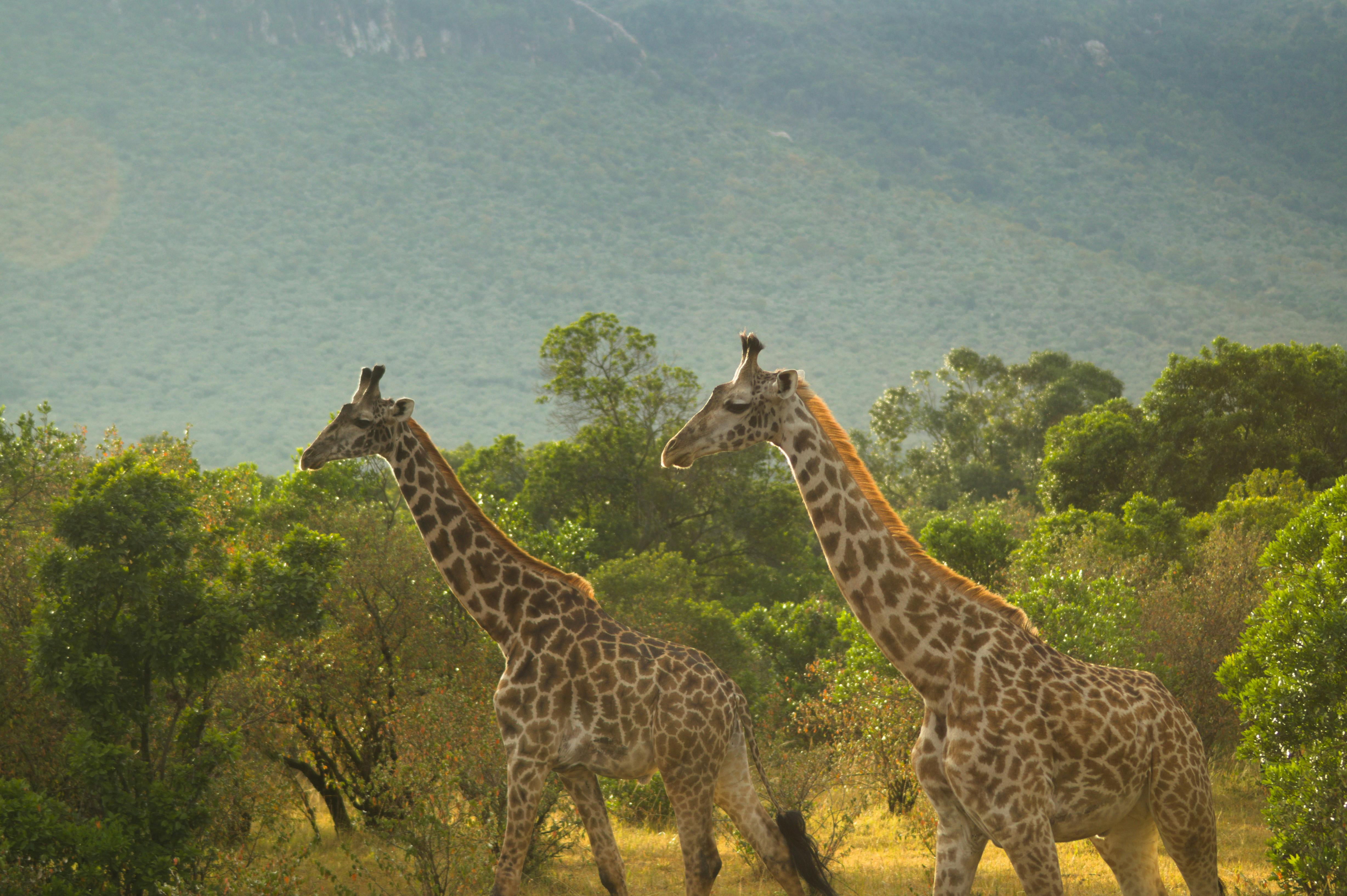 Tarangire & Ngorongoro Crater Safari