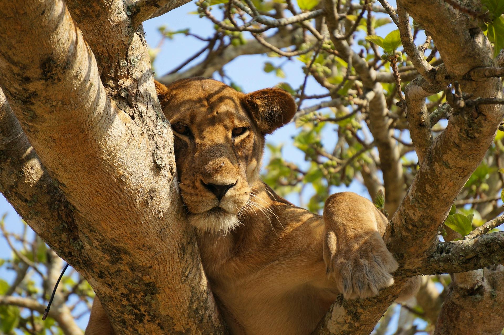 Serengeti & Ngorongoro Crater Safari