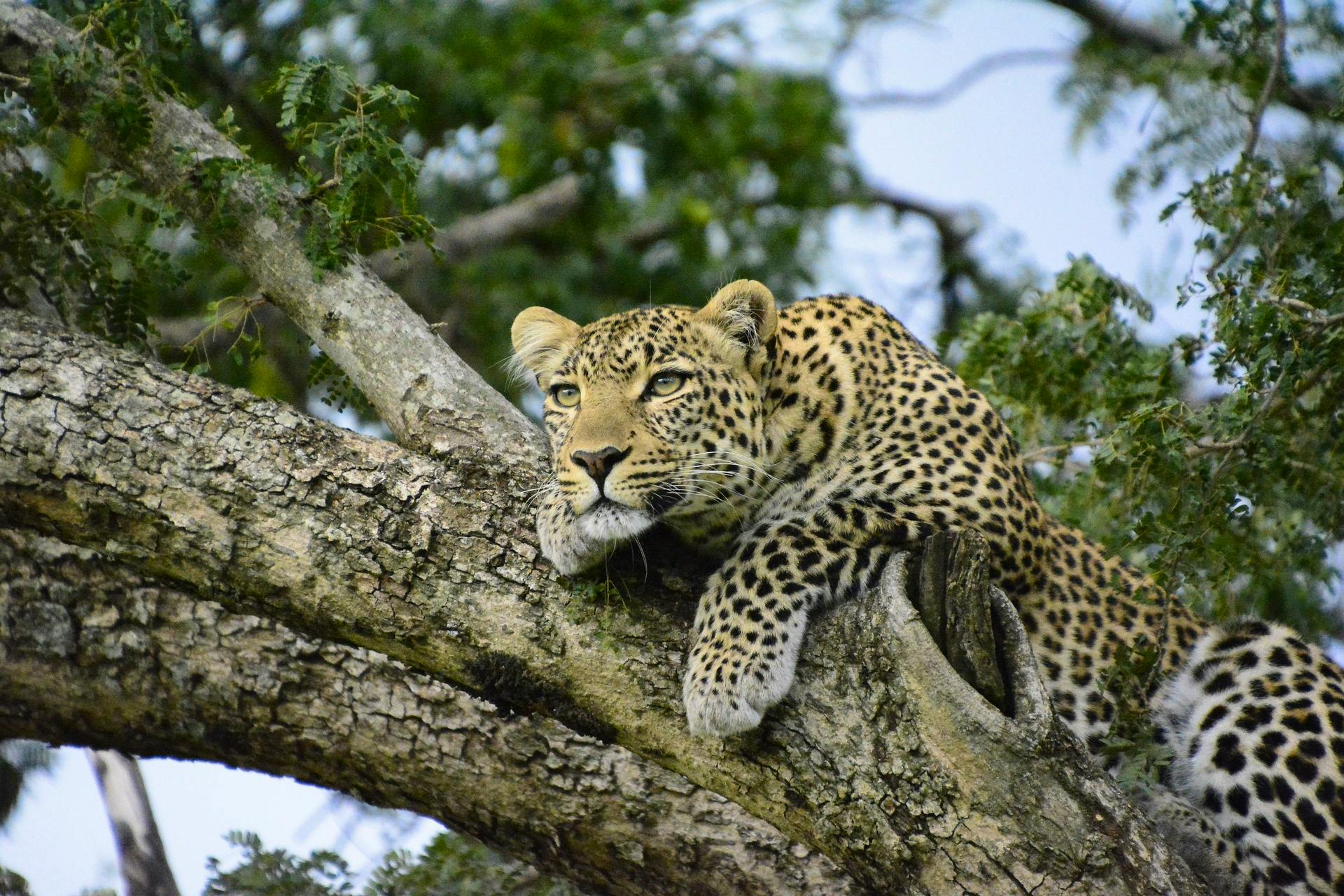 Ol Pejeta Safari